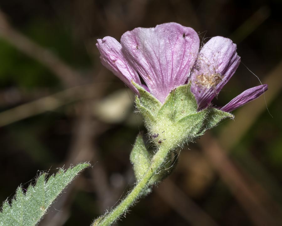 Althaea cannabina / Altea canapina